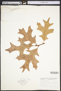 Quercus laevis image