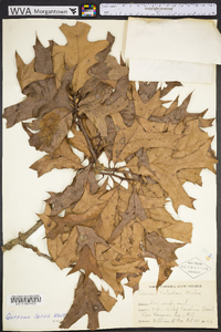 Quercus laevis image