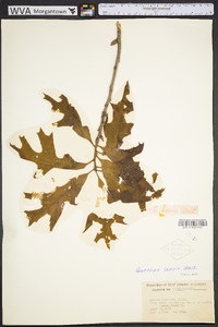 Quercus laevis image