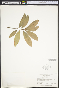 Quercus laurifolia image