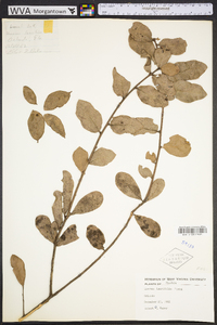 Quercus laurifolia image