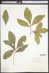 Quercus laurifolia image