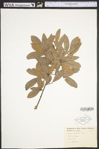 Quercus laurifolia image