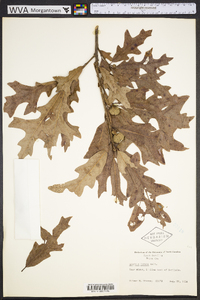 Quercus lyrata image