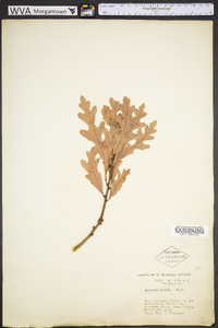 Quercus lyrata image