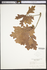 Quercus margaretta image