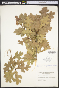 Quercus margaretta image