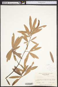 Quercus phellos image