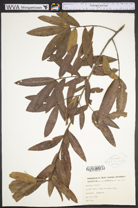 Quercus phellos image