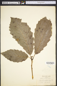 Quercus montana image