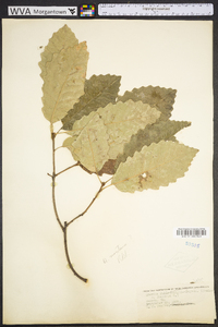 Quercus montana image