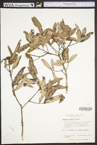 Quercus pumila image