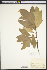 Quercus rudkinii image