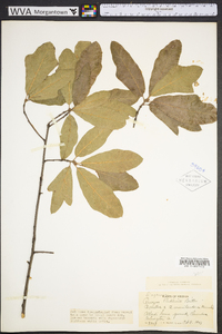 Quercus rudkinii image