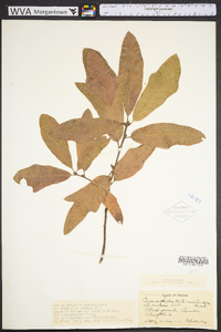 Quercus rudkinii image