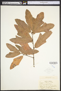 Quercus rudkinii image