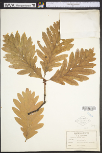 Quercus × saulii image