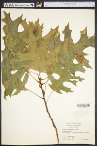 Quercus shumardii image