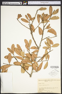 Quercus virginiana image