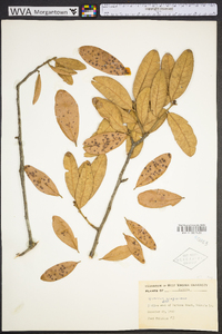 Quercus virginiana image