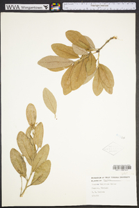 Quercus virginiana image