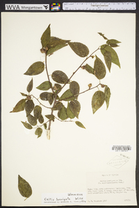 Celtis laevigata image