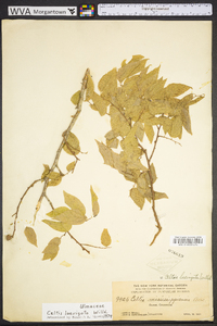 Celtis laevigata image