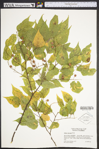 Celtis laevigata image