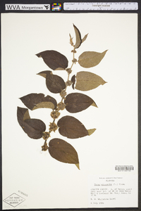 Trema micrantha image