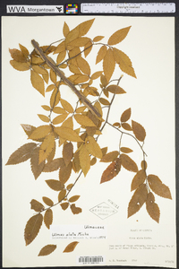 Ulmus alata image