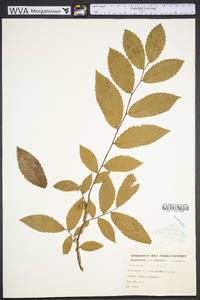 Ulmus alata image