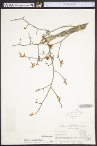 Ulmus alata image