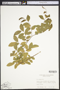 Ulmus alata image