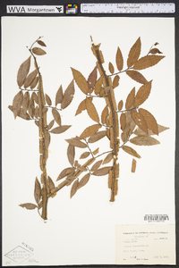 Ulmus alata image