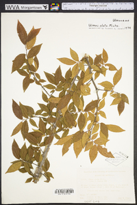 Ulmus alata image