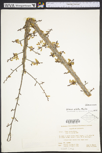 Ulmus alata image