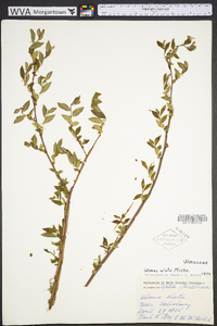 Ulmus alata image