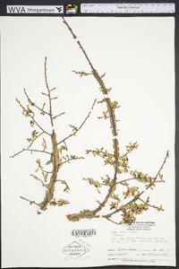 Ulmus alata image