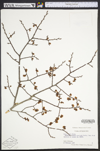 Ulmus alata image