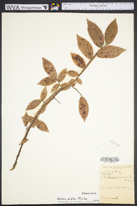 Ulmus alata image