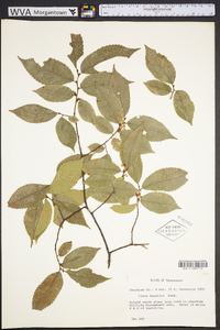 Ulmus serotina image