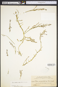 Pilea trianthemoides image