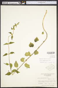 Urtica chamaedryoides image