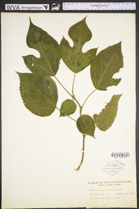 Broussonetia papyrifera image