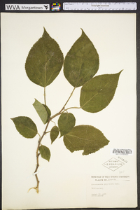 Broussonetia papyrifera image