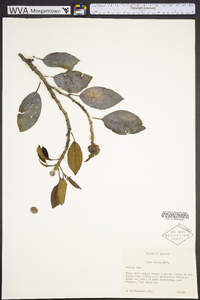 Ficus aurea image