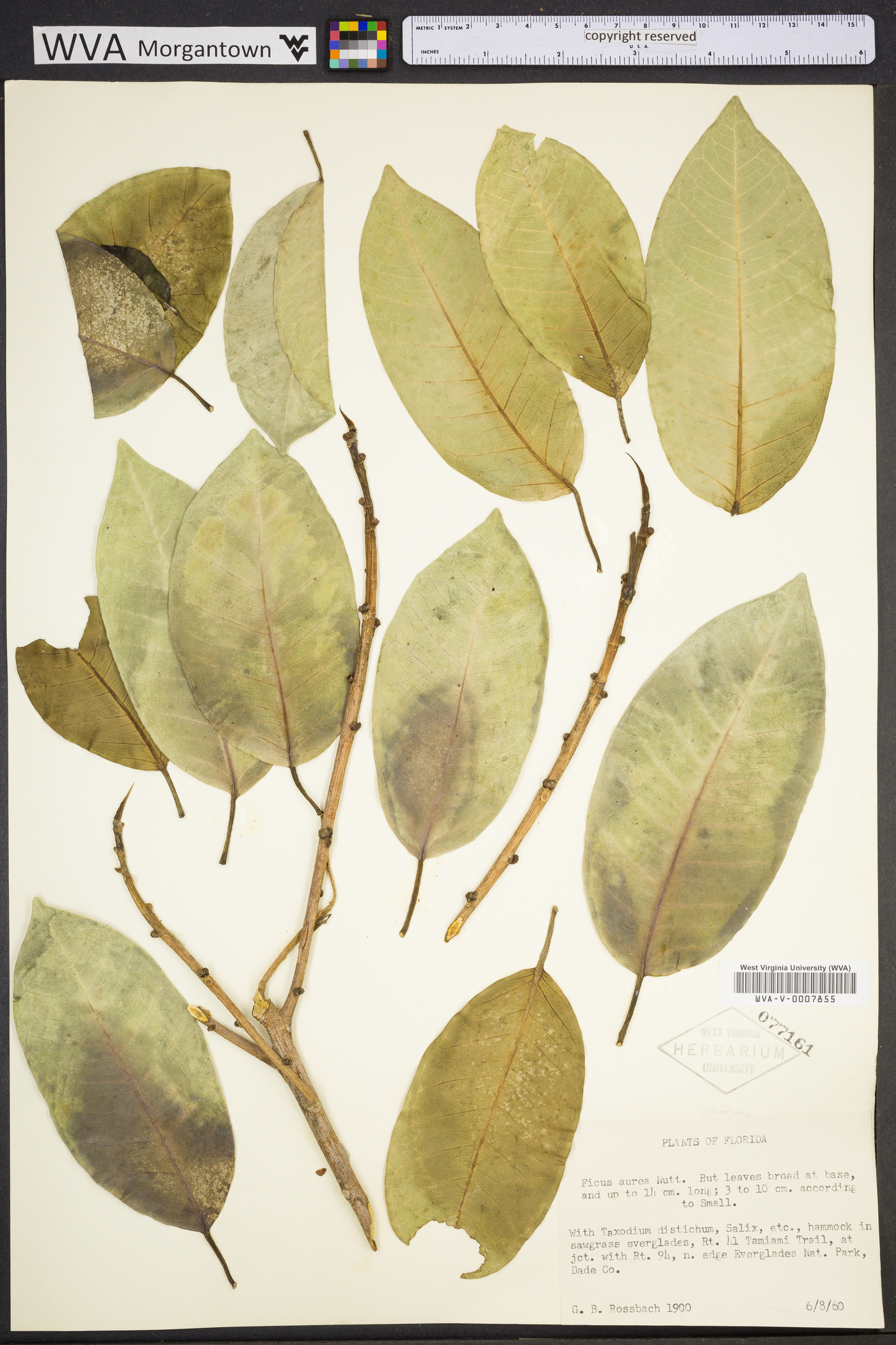 Ficus aurea image