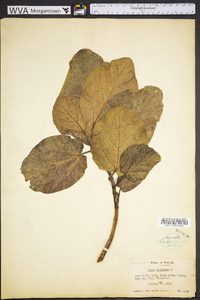 Ficus sycomorus image