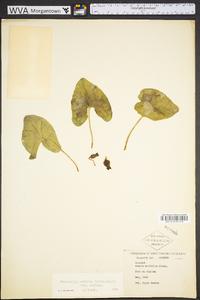 Hexastylis arifolia image