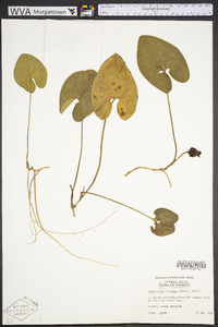 Hexastylis arifolia image